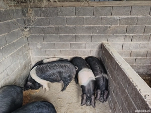 porci grasi Bazna  - imagine 4