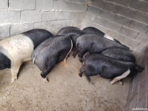 porci grasi Bazna  - imagine 2