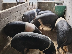 porci grasi Bazna  - imagine 5