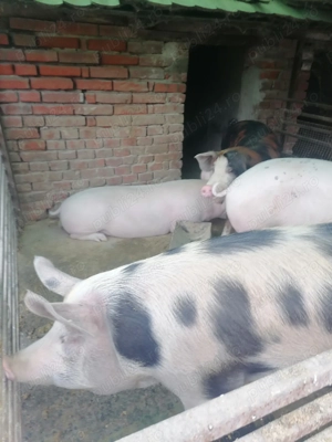 Vând 2 porci între 120 și 140 kg la prețul de 16 lei kg