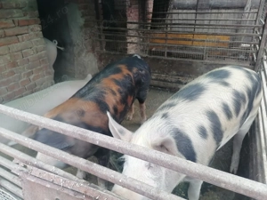 Vând 2 porci între 120 și 140 kg la prețul de 16 lei kg - imagine 2