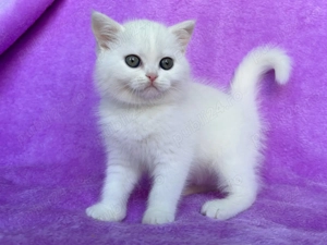 Pisicuță Scottish Straight - ghemotoc de iubire, deține Pedigree