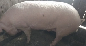 De vanzare  - imagine 2