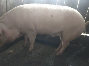 De vanzare  - imagine 3