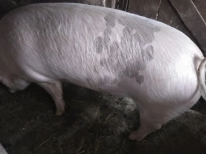 De vanzare  - imagine 4