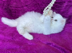 Pisicuță Scottish Straight Longhair, mic fulg de nea, deține Pedigree - imagine 5