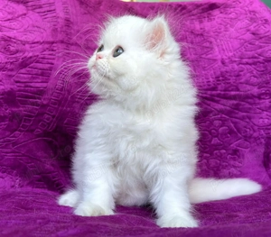 Pisicuță Scottish Straight Longhair, mic fulg de nea, deține Pedigree - imagine 3