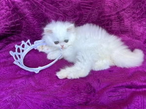 Pisicuță Scottish Straight Longhair, mic fulg de nea, deține Pedigree - imagine 4