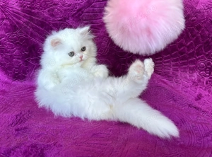 Pisicuță Scottish Straight Longhair, mic fulg de nea, deține Pedigree - imagine 2