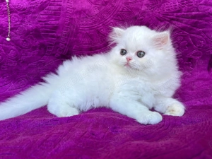 Pisicuță Scottish Straight Longhair, mic fulg de nea, deține Pedigree - imagine 4