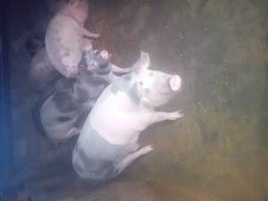 Vând porci lugojel  între 100-150 kg preț 15 lei 