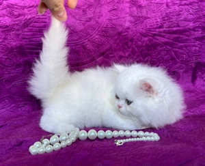 Pisicuță Scottish Straight Longhair, mic fulg de nea, deține Pedigree - imagine 5