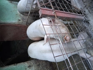 Porci de vanzare - imagine 2