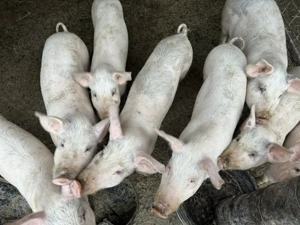 Vând purcei rasa de carne 