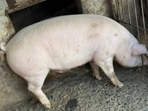 Porci de vânzare 