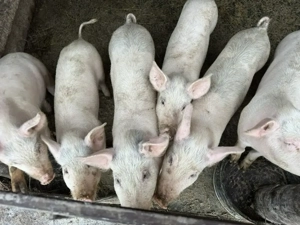 Vând purcei rasa de carne  - imagine 2