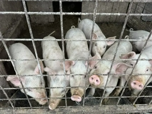 Vând purcei rasa de carne  - imagine 3