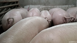 Porci 80 ,110,120,130 kg rasa marele alb cu landras