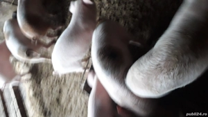 Purcei de vanzare  - imagine 2