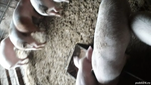 Purcei de vanzare  - imagine 3