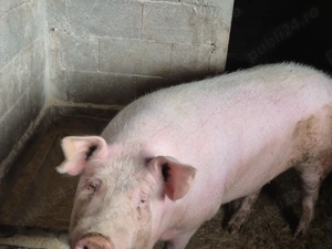Porci de vânzare 