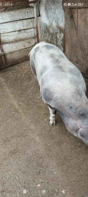 Porc de carne de vânzare Zăbrani  - imagine 2