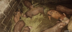 purcei 14săptămâni 