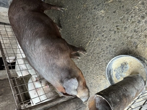 De vânzare, doi disponibili  - imagine 2