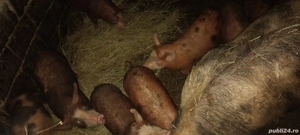 purcei 14săptămâni  - imagine 2