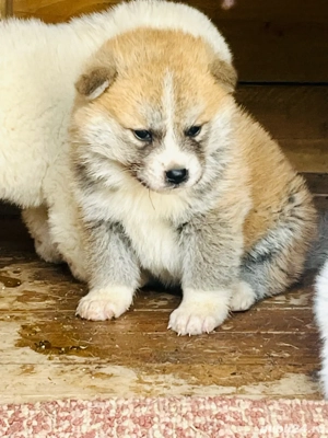 akita inu japonez  - imagine 3