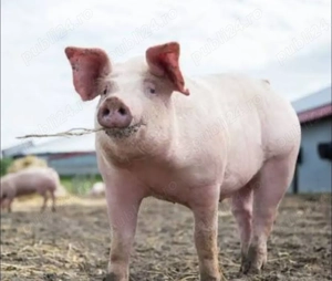 Vând porci 