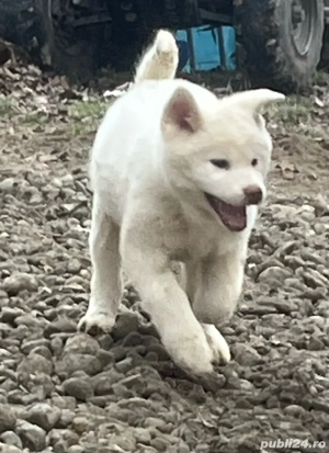 akita inu japonez  - imagine 2