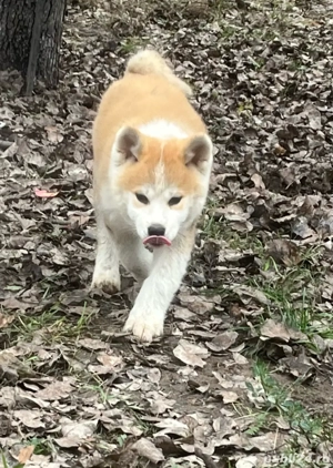 akita inu japonez  - imagine 4