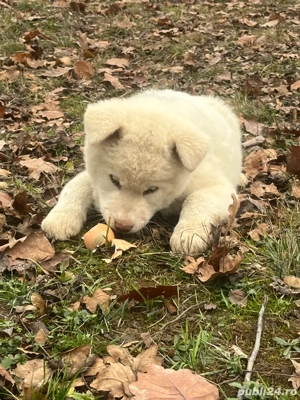 akita inu japonez  - imagine 5