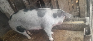 Purcea de vanzare - imagine 2