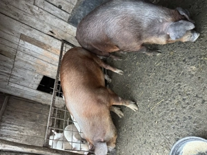 De vânzare, doi disponibili  - imagine 4