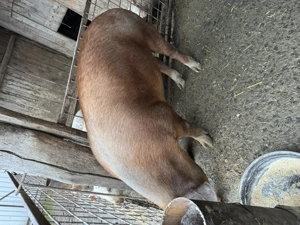 De vânzare, doi disponibili  - imagine 3