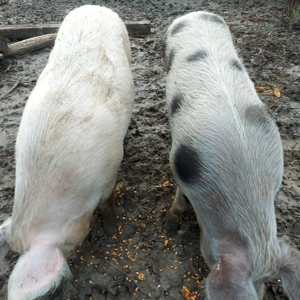 Porci BIO   cca. 200+ kg fiecare 
