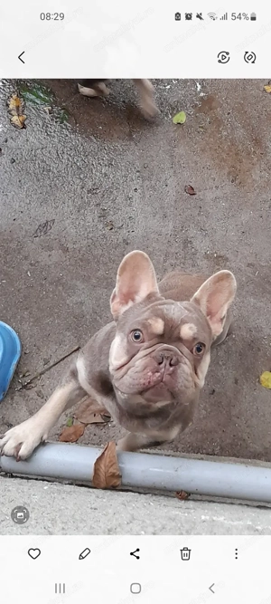 bulldog francez culoare rară si frumoasa 