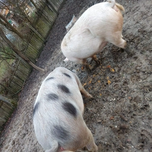 Porci BIO   cca. 200+ kg fiecare  - imagine 4