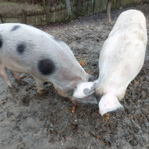 Porci BIO   cca. 200+ kg fiecare  - imagine 3