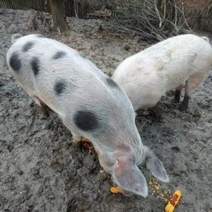 Porci BIO   cca. 200+ kg fiecare  - imagine 2