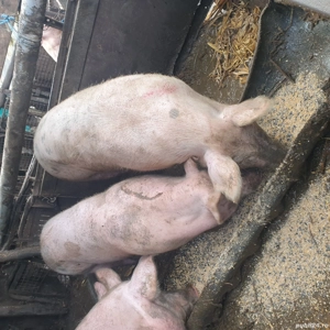 porci de vanzare  - imagine 3