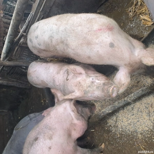 porci de vanzare  - imagine 4