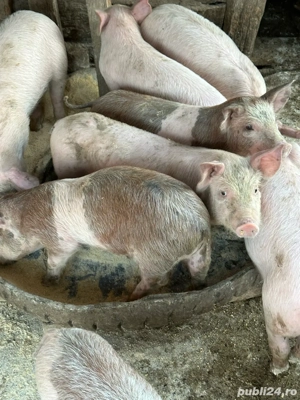 Purcei înțărcați 20-25 kg