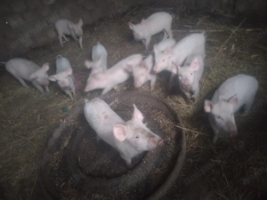 Vând purcei marele alb  - imagine 2