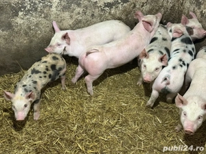 purcei landras cu pietrean