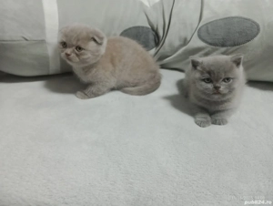 piscute  brithis scotiar  - imagine 3