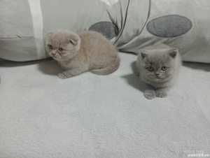 piscute  brithis scotiar  - imagine 4