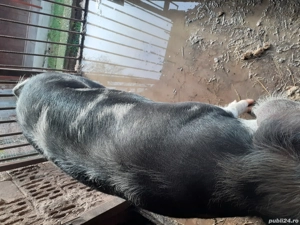 porc de vânzare  - imagine 2